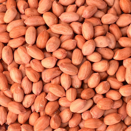 Peanut Bold - 40/50