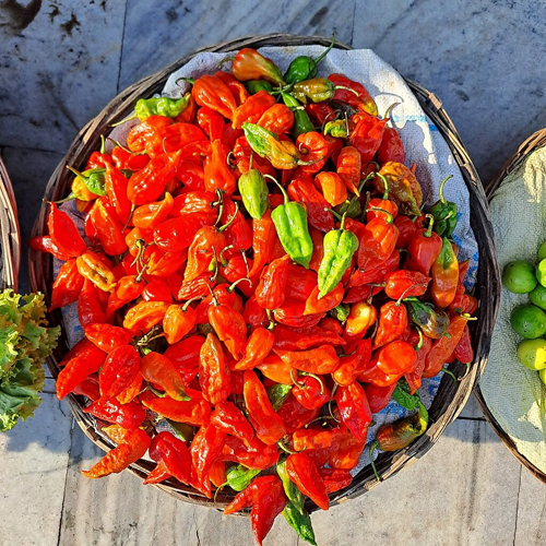 Ghost Pepper / Bhut Jolokia Chili