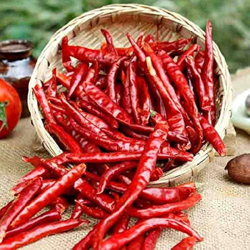 S17 Chili / Teja Chili