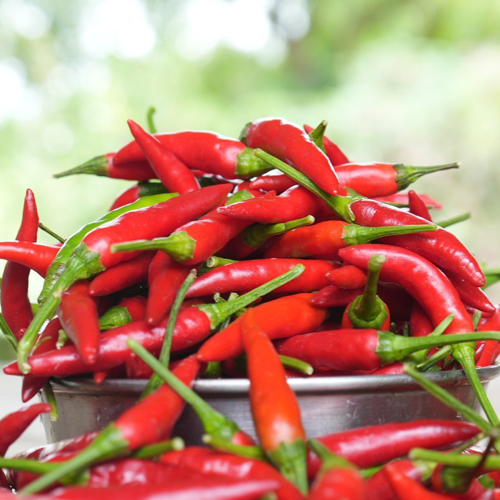 Bird’s Eye Chili